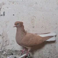 لیمویی دم سفید ماده