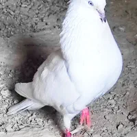 فوق پریشی کبوتران شنهرستان