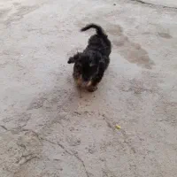 شیتزو با نمک لاری|سگ|گرمسار, |دیوار