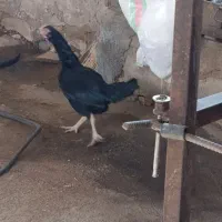 مرغ سالم|پرنده|خرمآباد, |دیوار