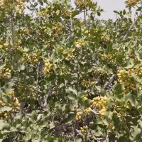 تیلر دستی دیزلی