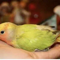 گمشده یک عدد جوجه برزیلی