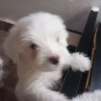 سگ نژاد دار
