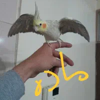 ۳تا‌طوطی‌عروس|پرنده|قزوین, |دیوار