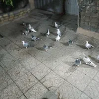 کبوتران نقره‌ای و خرقه عالی ذات و بوته دا|پرنده|اصفهان, آبشار|دیوار