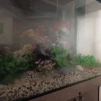 آکواریوم به همراه وسایل و کمد ام دی اف|ماهی|قدس, شهرک فرزان|دیوار