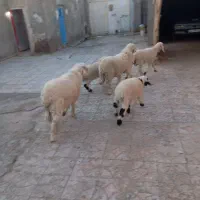 چند دونه گوسفند مالداری|حیوانات مزرعه|زهک, |دیوار