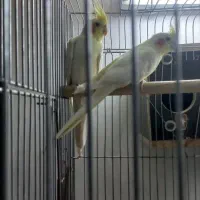 عروس هلندی|پرنده|بادرود, |دیوار