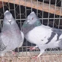 نروماده|پرنده|اردکان, |دیوار