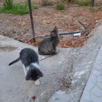 واگذاری بچه گربه رایگان و ارسال بهر کجا رایگان