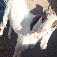 بزغاله نر|حیوانات مزرعه|تربت‌حیدریه, کلاته توکلی|دیوار