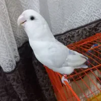 عروس هلندی (کوتوله ی برزیلی)