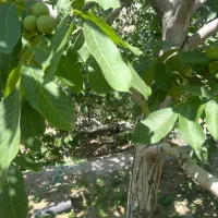 باغچه-کنار-رودخانه-سولقان-کشار-بالا