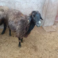 گوسفند|حیوانات مزرعه|تاکستان, |دیوار