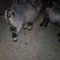 ۳۰ راس بره پرواری برای فروش|حیوانات مزرعه|اندیکا, |دیوار