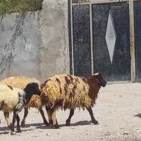 ،میش قوچ مخصوص داشت کشتن پروار کبابی|حیوانات مزرعه|بندرعباس, |دیوار
