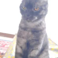 گربه نژاد بریتیش بریتانیایی مو کوتاه