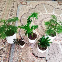 ۵عدد گل با گلدان