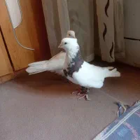 معاوضه با عروس هلندی|پرنده|گوهران, |دیوار