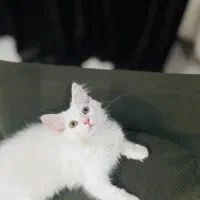 بچه گربه بریتیش لانگ هیر