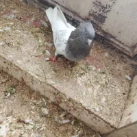 کبوتر|حیوانات|سمیرم, |دیوار