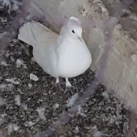 نر ابلغ ابو مریم یا همون بادکنکی ماده سفید کاکلی|پرنده|کاشان, رسالت|دیوار