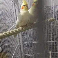 عروس هلندی|پرنده|پاکدشت, پاکدشت (مامازند)|دیوار