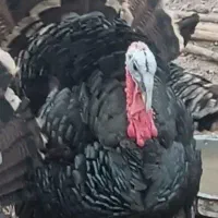 فروش بوقلمون محلی