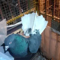 کبوتر خوب|پرنده|ماهدشت, |دیوار