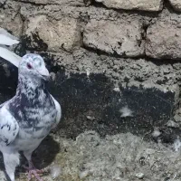 پلاکی|پرنده|شیراز, کوشک میدان|دیوار