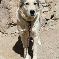 سگ ماده میکس سراب الابای یک عدد نر