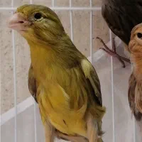 قناری نروماده پارسالی صاف در چند نژاد ورنگ مختلف|پرنده|مشهد, ابوذر|دیوار