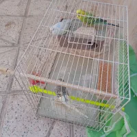 ۳عدد مرغ عشق با لوازم|پرنده|مشهد, خواجه ربیع|دیوار