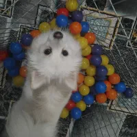 سگ پامر روباهی