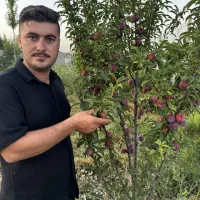 فروش نهال سیب خرمالو گلابی گردو صنوبر زرشک بادام