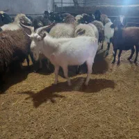 بز نر سانن چهار دندان اصل واسه نسل کشی|حیوانات مزرعه|سروآباد, |دیوار