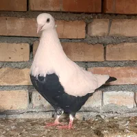 کبوتر رنگی|پرنده|سوسنگرد, |دیوار