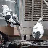 کبوتر دمبی سیاه