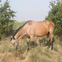 مادیان رنگ سمند پنج ماه آبستن مورخ 12مرداد گم شده