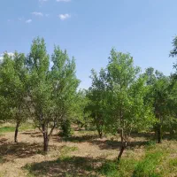 باغ ۴هزار متری در روستای کوشکی سفلی|فروش زمین و ملک کلنگی|اشترینان, |دیوار