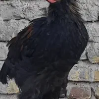 خروس و مرغ نژاد برهما، لهستانی و گلپایگانی|حیوانات مزرعه|تربت‌حیدریه, مظفریه|دیوار