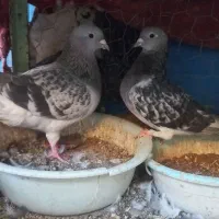 نروماده مگس دم سفید