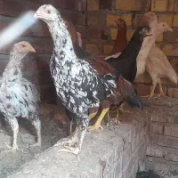 مرغ وخوروس لاری