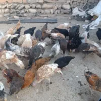 خروس و بوقلمون و وارگ|حیوانات مزرعه|ماهیدشت, |دیوار