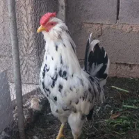 یک عدد خروس گلین‌‌۱۲۰۰۰۰۰۰