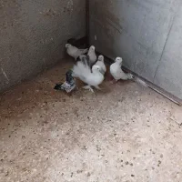 کبوتر|پرنده|نظرآباد, شهرک صنعتی سپهر|دیوار