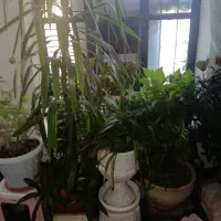 فروش گل‌های زینتی