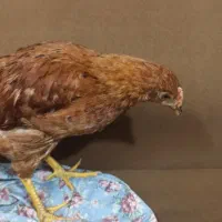 جوجه مرغ تاقچه