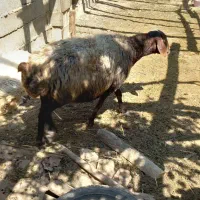 یک عدد میش گوشتی جوان