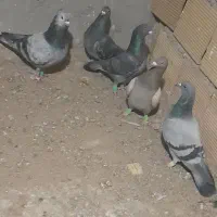 کبوتر آلمانی پرنده